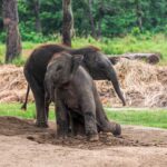 elephant-breeding-center